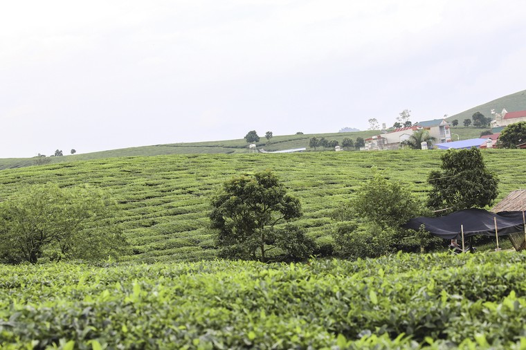 Những cánh đồng chè đầy thơ mộng ở Mộc Châu ảnh 2