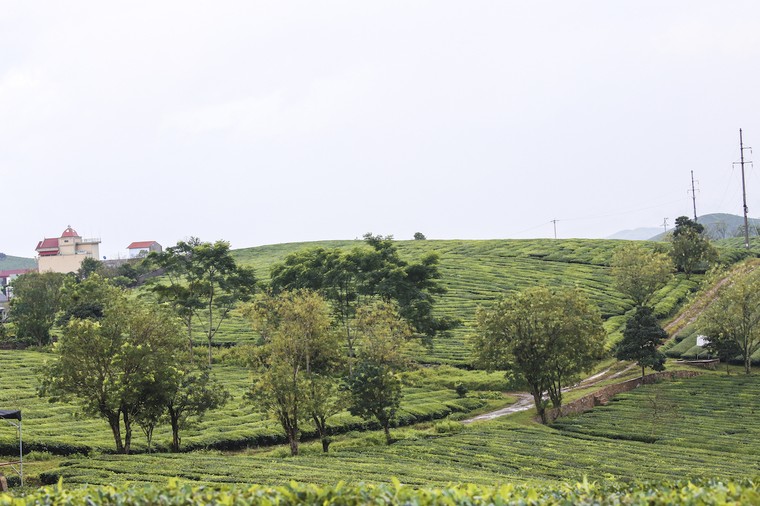 Những cánh đồng chè đầy thơ mộng ở Mộc Châu ảnh 3