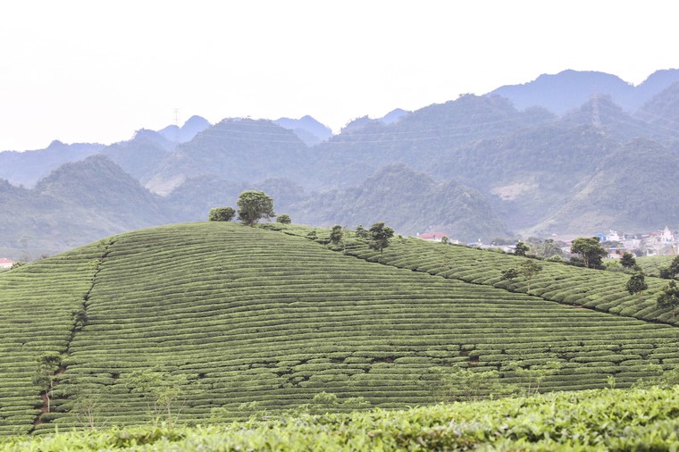 Những cánh đồng chè đầy thơ mộng ở Mộc Châu ảnh 4