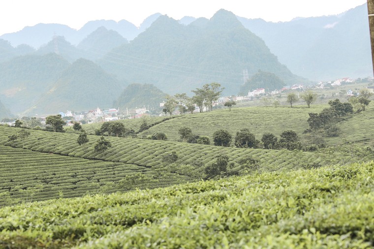 Những cánh đồng chè đầy thơ mộng ở Mộc Châu ảnh 5