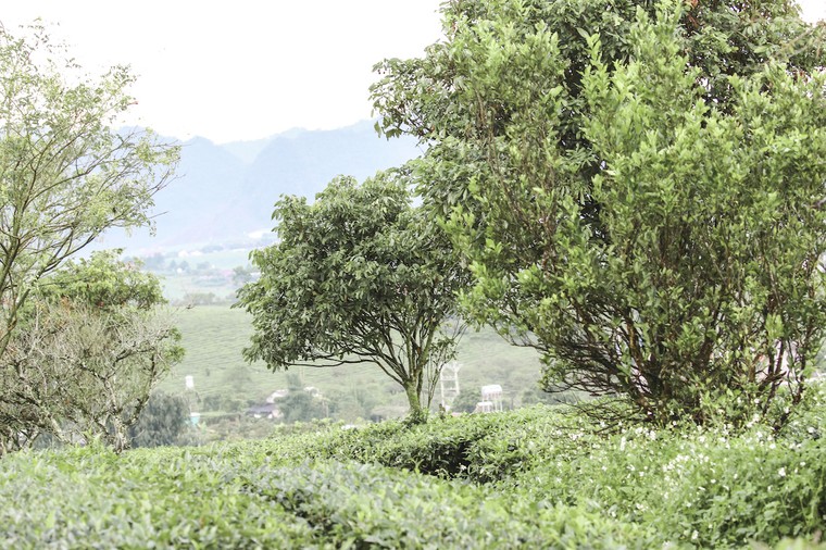 Những cánh đồng chè đầy thơ mộng ở Mộc Châu ảnh 6