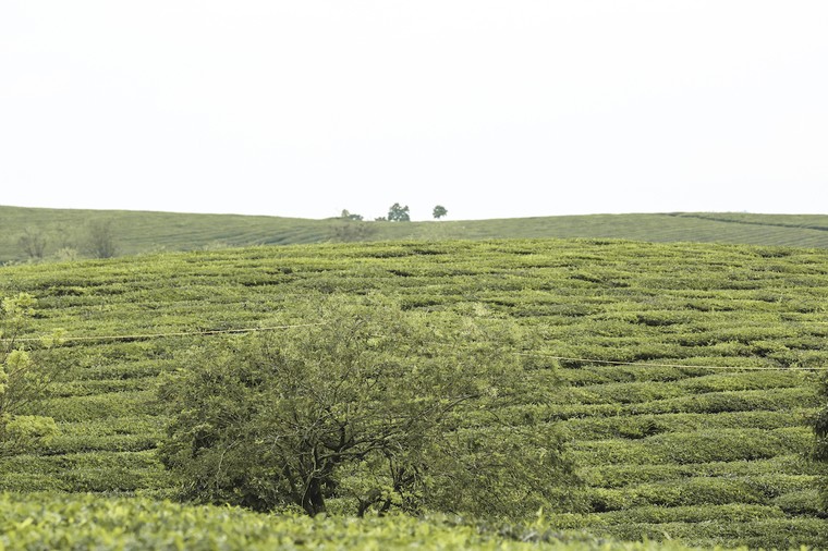 Những cánh đồng chè đầy thơ mộng ở Mộc Châu ảnh 7