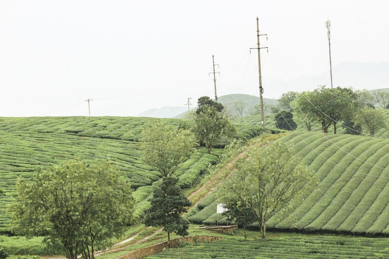 Những cánh đồng chè đầy thơ mộng ở Mộc Châu ảnh 8