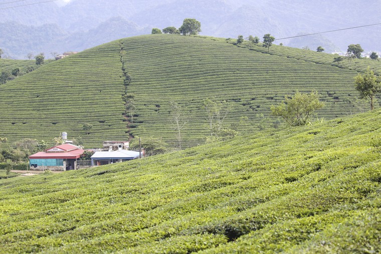 Những cánh đồng chè đầy thơ mộng ở Mộc Châu ảnh 9