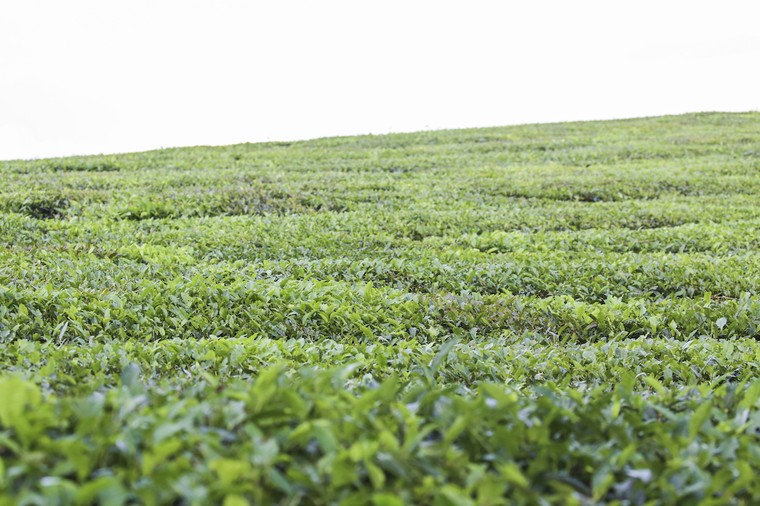 Những cánh đồng chè đầy thơ mộng ở Mộc Châu ảnh 10