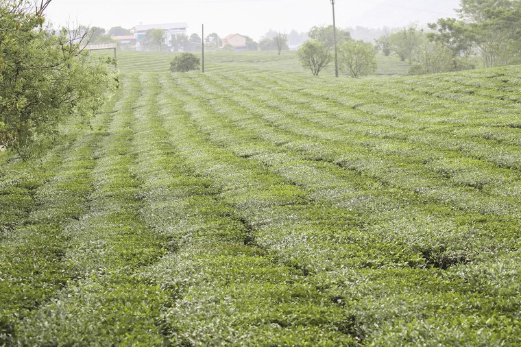 Những cánh đồng chè đầy thơ mộng ở Mộc Châu ảnh 11