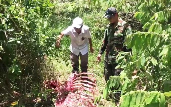 Bò tót ở Vườn Quốc gia Cát Tiên bị giết hại, xẻ thịt ngay trong rừng ảnh 1