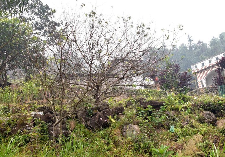 Cây đào với người dân xã Húc Động ảnh 1