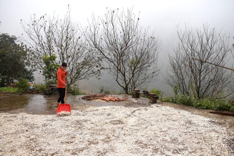 Cây đào với người dân xã Húc Động ảnh 2