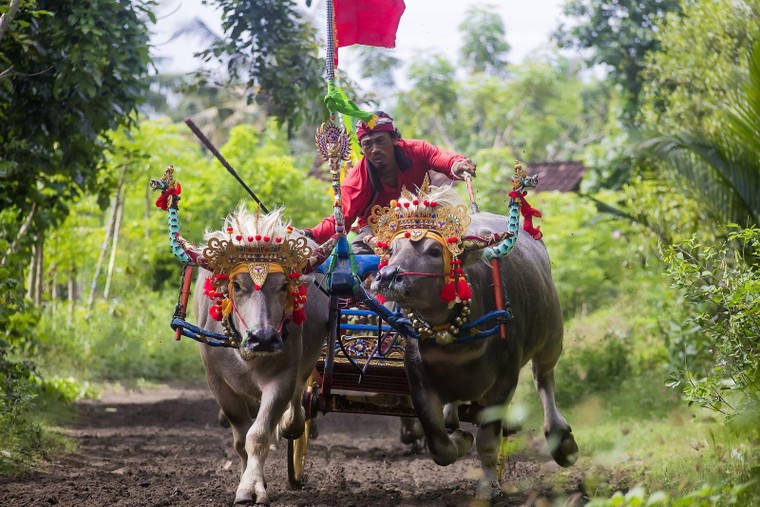 Lễ hội đua trâu trong văn hóa các quốc gia Đông Nam Á ảnh 2