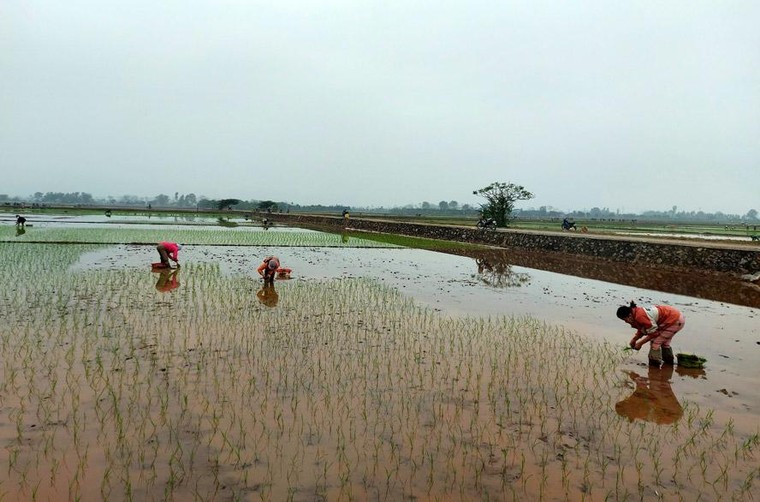 Hà Nội: Cấp đủ nước cho gần 80% diện tích gieo cấy ảnh 3