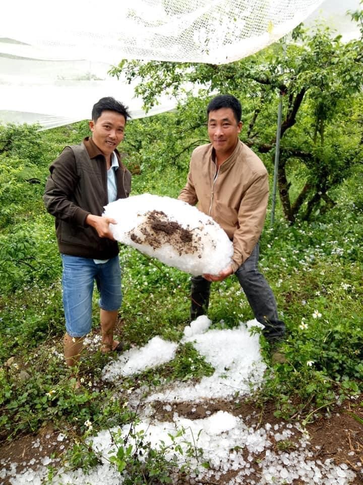 Sơn La: mưa đá làm thiệt hại hơn 200 ha hoa màu ảnh 1