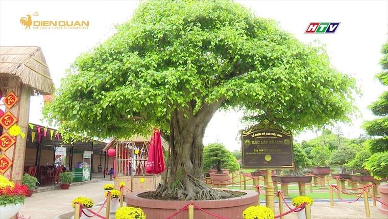 Cặp vạn niên tùng đạt giá trị kỷ lục độc bản tại Việt Nam ảnh 2