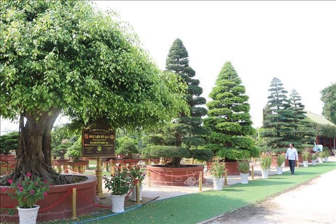 Cặp vạn niên tùng đạt giá trị kỷ lục độc bản tại Việt Nam ảnh 1