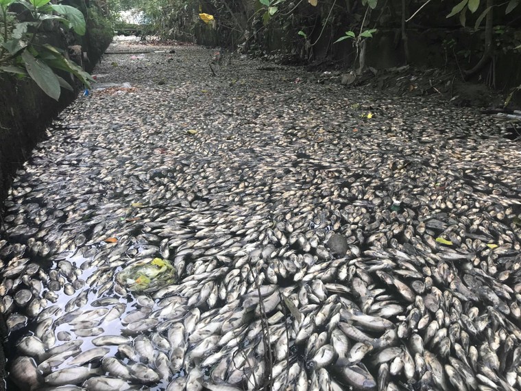 Nghệ An: Hàng loạt hồ điều hoà ô nhiễm nặng ảnh 4