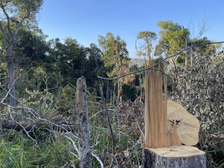 Rừng Tây Nguyên tiếp tục bị tàn phá ảnh 3