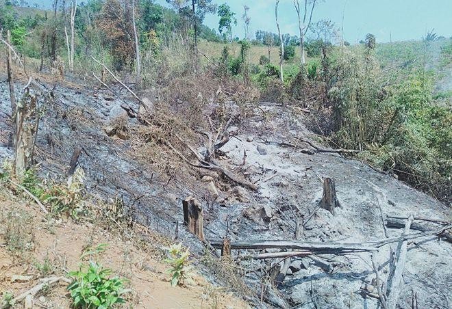 Rừng Tây Nguyên tiếp tục bị tàn phá ảnh 2