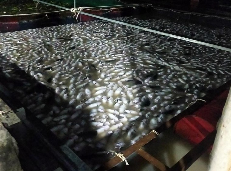 Hàng chục tấn cá chết trắng sông Sài Gòn sau trận mưa lớn ảnh 1