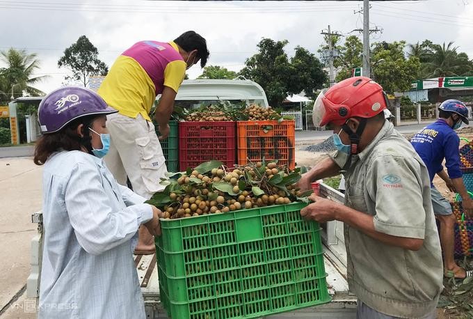 Hơn 4.800 tấn nhãn đang "mắc kẹt" ở Đồng Tháp ảnh 1