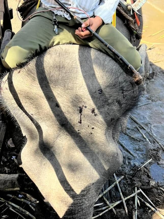 Đắk Lắk: việc voi bị đánh trong lúc chở khách du lịch là có thật ảnh 2