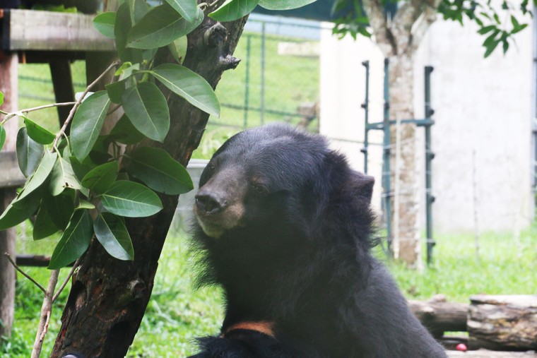 Tăng Thanh Hà cùng nhiều ngôi sao chăm sóc gấu tại Tam Đảo ảnh 5