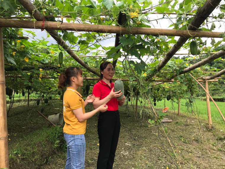 WinMart thúc đẩy tiêu thụ nông sản vùng núi, trung du Đông Bắc Bộ ảnh 1