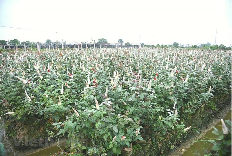 'Thủ phủ' hoa hồng của Hà Nội sẵn sàng cho lễ hội hoa đầu tiên ảnh 5