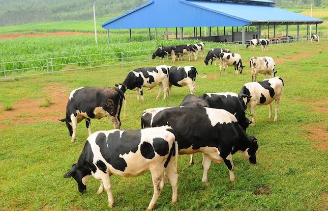 Đại gia ngành sữa với trang trại bò trải khắp Việt Nam ảnh 1
