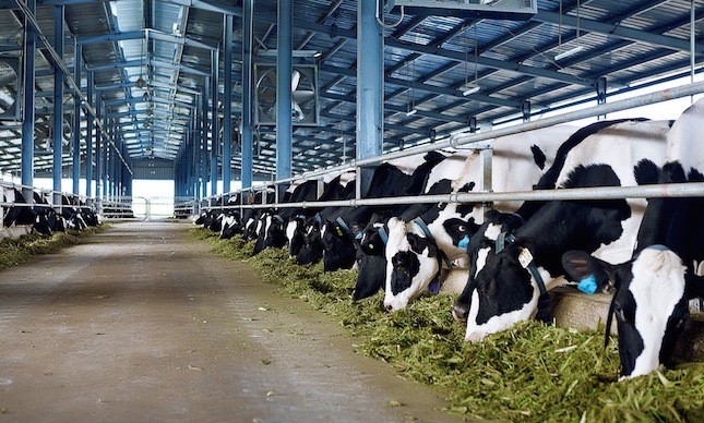 Đại gia ngành sữa với trang trại bò trải khắp Việt Nam ảnh 2