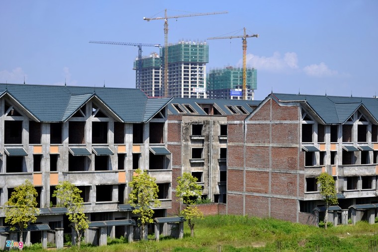 Đàn trâu nghỉ trưa trong khu biệt thự nghìn tỷ ảnh 8