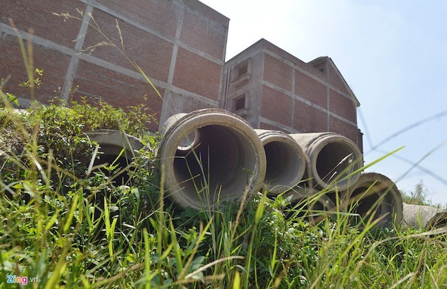 Đàn trâu nghỉ trưa trong khu biệt thự nghìn tỷ ảnh 5