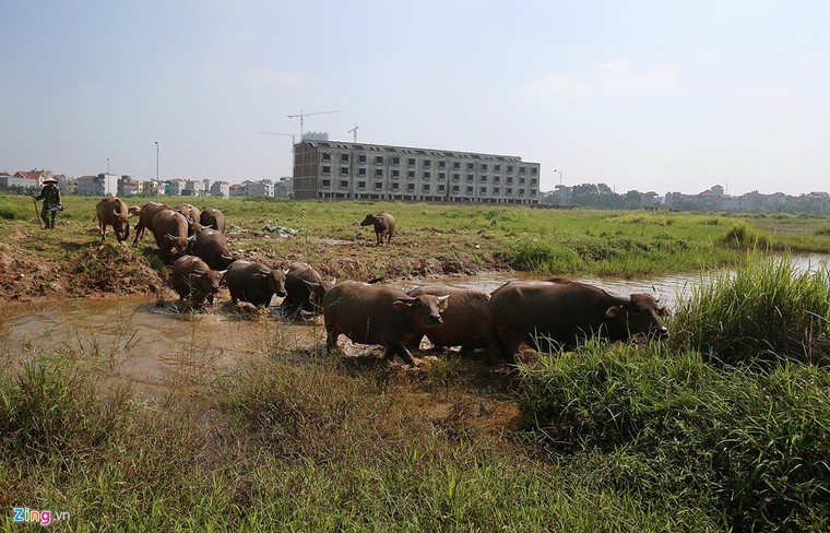 Đàn trâu nghỉ trưa trong khu biệt thự nghìn tỷ ảnh 3