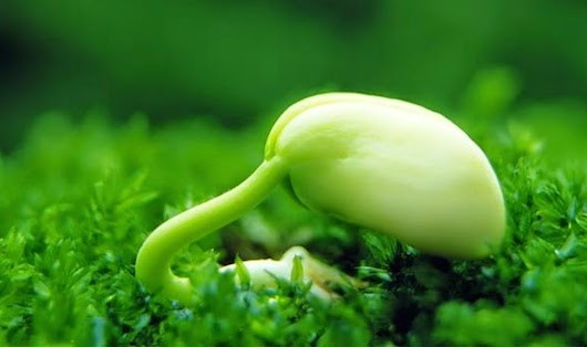  Đầu tư bất động sản xanh: ‘đắt xắt ra miếng’ ảnh 1