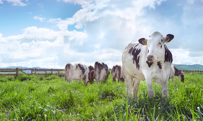 Vinamilk đạt chứng nhận trang trại bò sữa organic đầu tiên tại Việt Nam ảnh 1