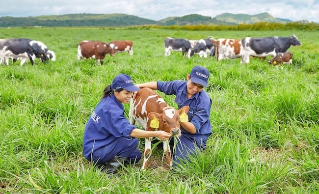 Vinamilk ra mắt sữa tươi 100% Organic đầu tiên sản xuất tại Việt Nam ảnh 1