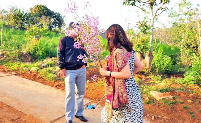 Phó giám đốc Sở Tư pháp bẻ hoa anh đào chụp ảnh? ảnh 1