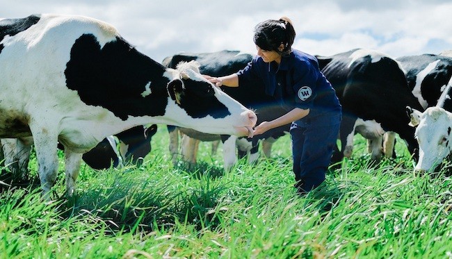 Vinamilk đánh dấu Việt Nam trên bản đồ Organic thế giới ảnh 1