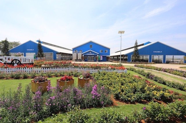 Vinamilk đẩy mạnh chăn nuôi bò sữa công nghệ cao ở Hà Nội ảnh 1