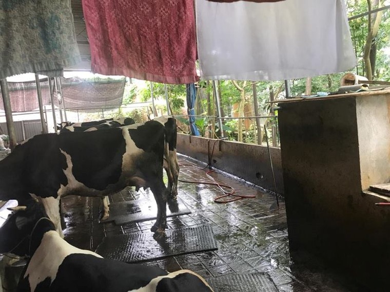 Ô nhiễm do nuôi bò sữa, dân lo ung thư, lãnh đạo huyện nói gì? ảnh 1