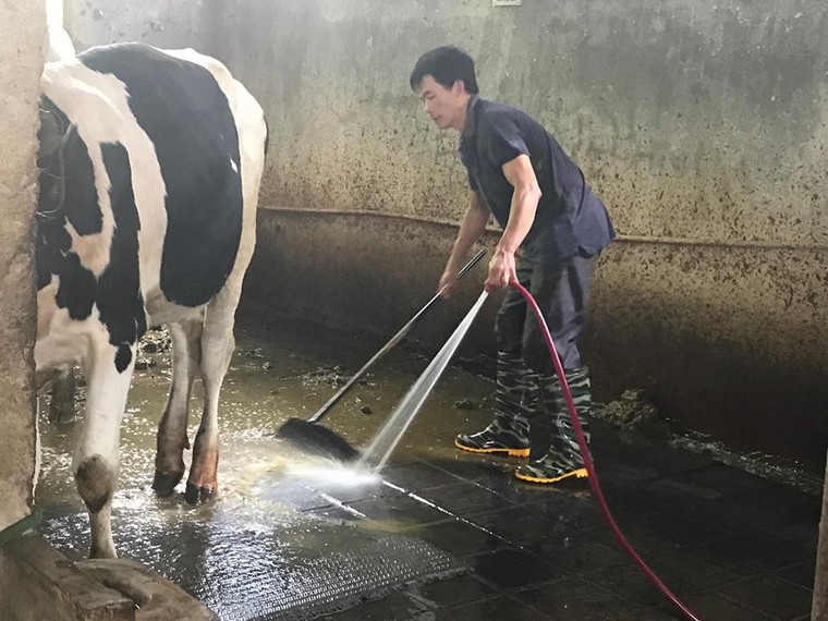 Ô nhiễm do nuôi bò sữa, dân lo ung thư, lãnh đạo huyện nói gì? ảnh 2