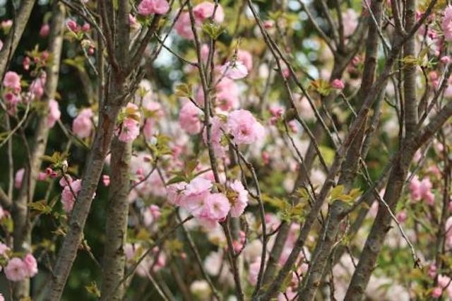 Hà Nội: 500 nghệ nhân đang chuẩn bị cho lễ hội anh đào công phu, độc đáo, lớn nhất thế giới ảnh 2