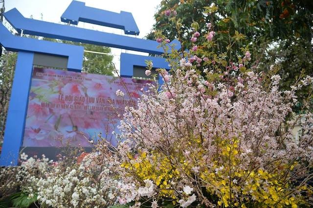 Hoa anh đào Nhật Bản khoe sắc trước giờ khai mạc lễ hội lớn chưa từng có ảnh 6