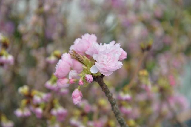 Hoa anh đào Nhật Bản khoe sắc trước giờ khai mạc lễ hội lớn chưa từng có ảnh 9