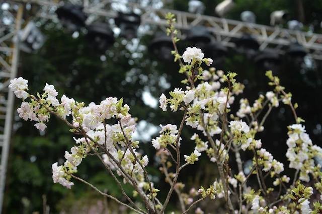 Hoa anh đào Nhật Bản khoe sắc trước giờ khai mạc lễ hội lớn chưa từng có ảnh 13