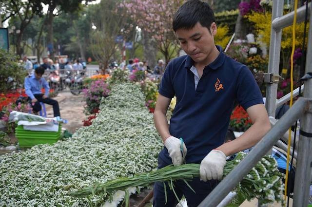 Hoa anh đào Nhật Bản khoe sắc trước giờ khai mạc lễ hội lớn chưa từng có ảnh 8