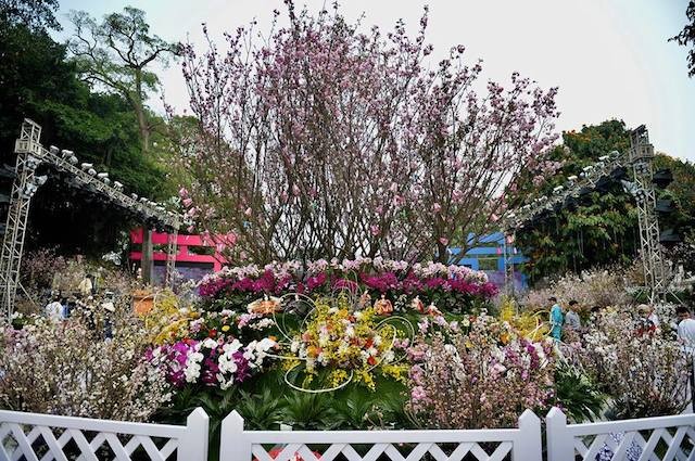 Hoa anh đào Nhật Bản khoe sắc trước giờ khai mạc lễ hội lớn chưa từng có ảnh 5