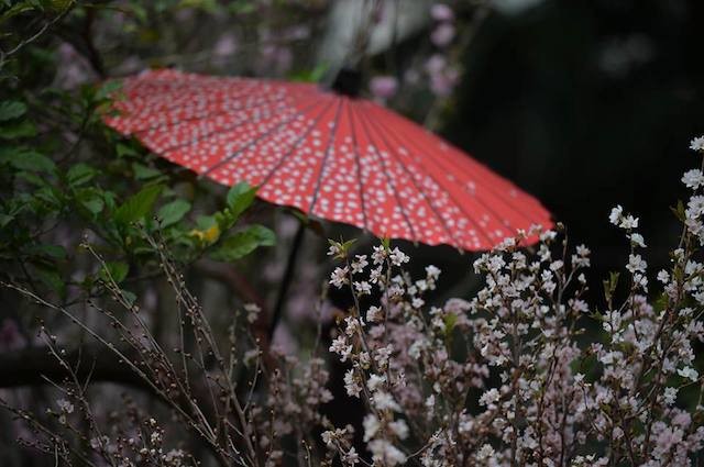 Hoa anh đào Nhật Bản khoe sắc trước giờ khai mạc lễ hội lớn chưa từng có ảnh 12