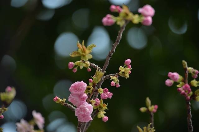 Hà Nội: Khai mạc lễ hội giao lưu văn hóa Nhật Bản 2018 ảnh 7