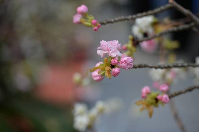 Hoa anh đào Nhật Bản khoe sắc trước giờ khai mạc lễ hội lớn chưa từng có ảnh 3