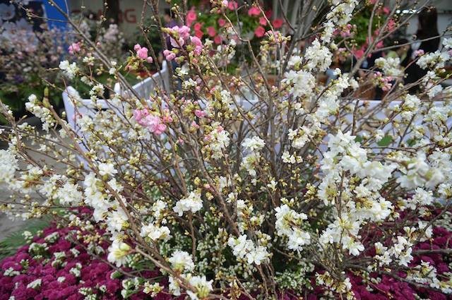 Hoa anh đào Nhật Bản khoe sắc trước giờ khai mạc lễ hội lớn chưa từng có ảnh 4